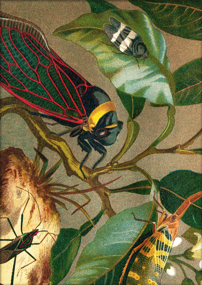 Cicadas Close Up. Mini Print