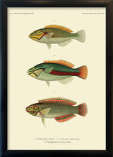 Wrasse (Stethojulis Castum), Ohua (Stethojulis Albovittata) and Ornat Wrass (Platyglossus Ornatissimus). Mini Print