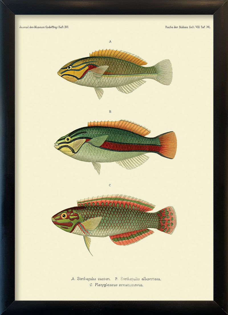 Wrasse (Stethojulis Castum), Ohua (Stethojulis Albovittata) and Ornat Wrass (Platyglossus Ornatissimus). Mini Print