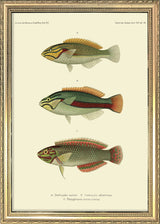 Wrasse (Stethojulis Castum), Ohua (Stethojulis Albovittata) and Ornat Wrass (Platyglossus Ornatissimus). Mini Print