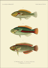 Wrasse (Stethojulis Castum), Ohua (Stethojulis Albovittata) and Ornat Wrass (Platyglossus Ornatissimus). Mini Print