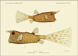 Longhorn Cowfish (Ostracion Cornutus) Mini Print