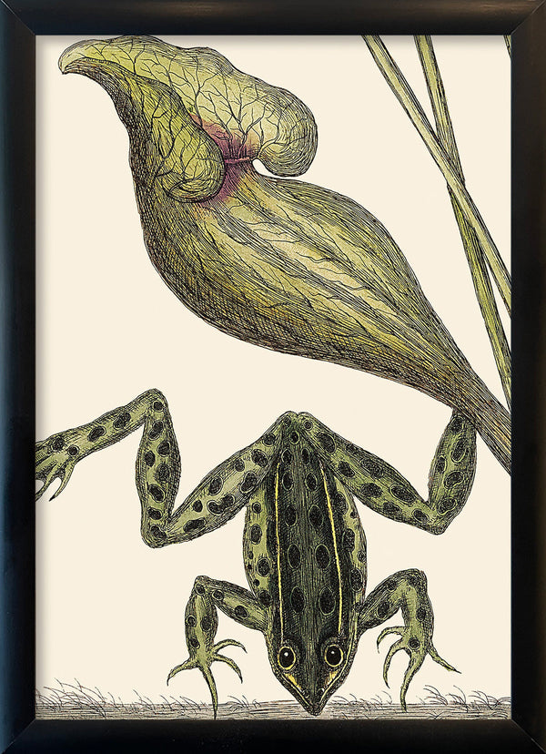Frog Close Up. Mini Print