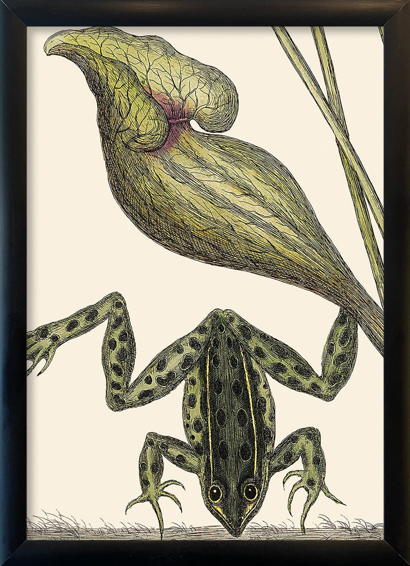 Frog Close Up. Mini Print