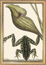 Frog Close Up. Mini Print