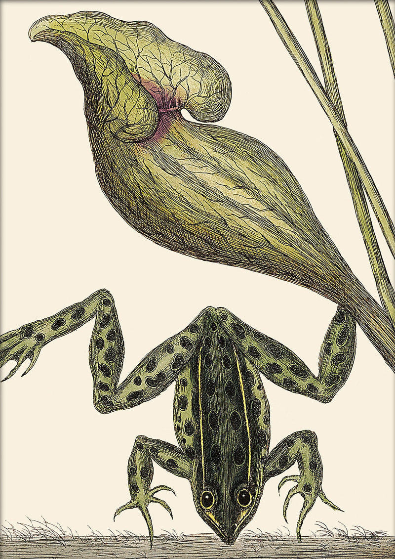 Frog Close Up. Mini Print