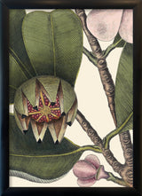 Balsam Tree Close Up. Mini Print