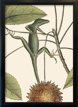 Lizard and Sweet Gum Tree Close Up. Mini Print