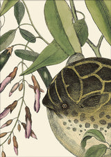 Puffer Fish Close Up. Mini Print