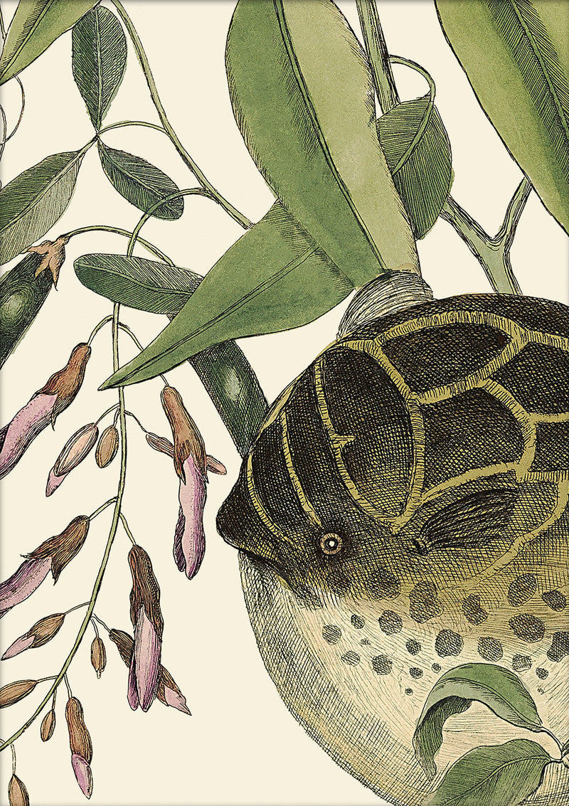 Puffer Fish Close Up. Mini Print