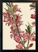 Amandier de la Georgie Close Up. Mini Print