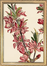 Amandier de la Georgie Close Up. Mini Print