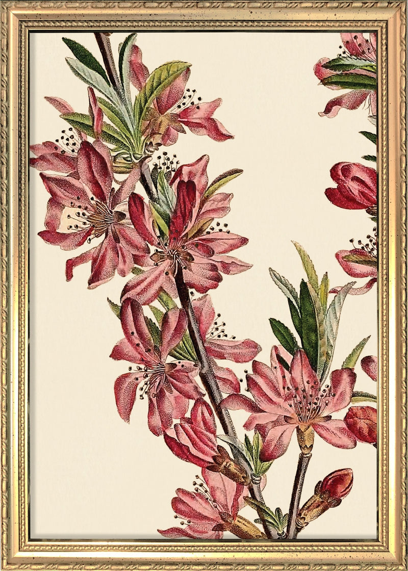 Amandier de la Georgie Close Up. Mini Print