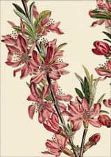 Amandier de la Georgie Close Up. Mini Print