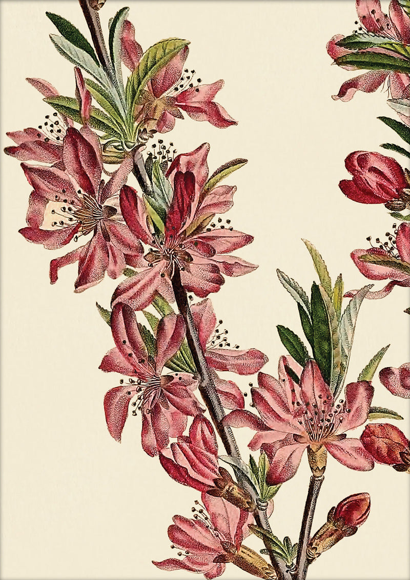 Amandier de la Georgie Close Up. Mini Print