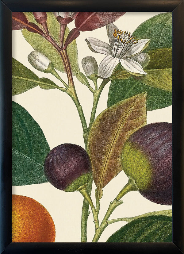 Bigarrade Violette Close Up. Mini Print