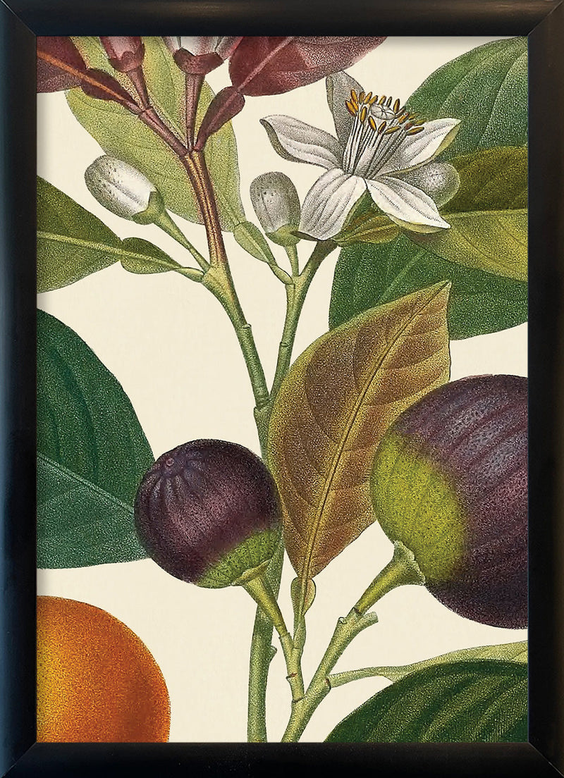 Bigarrade Violette Close Up. Mini Print