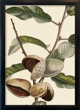 Amandier Satiné Close Up. Mini Print