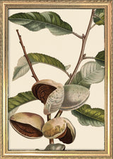 Amandier Satiné Close Up. Mini Print