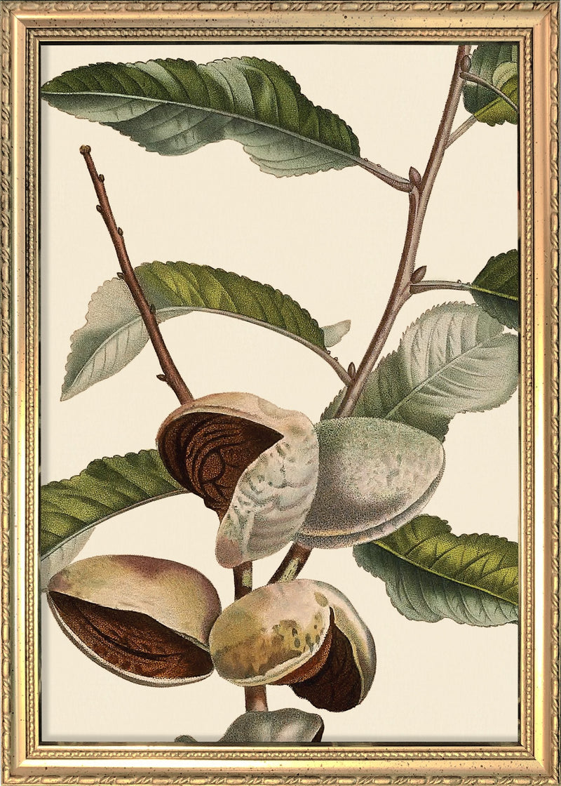 Amandier Satiné Close Up. Mini Print