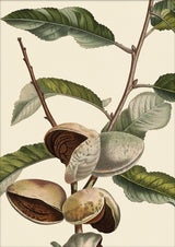 Amandier Satiné Close Up. Mini Print