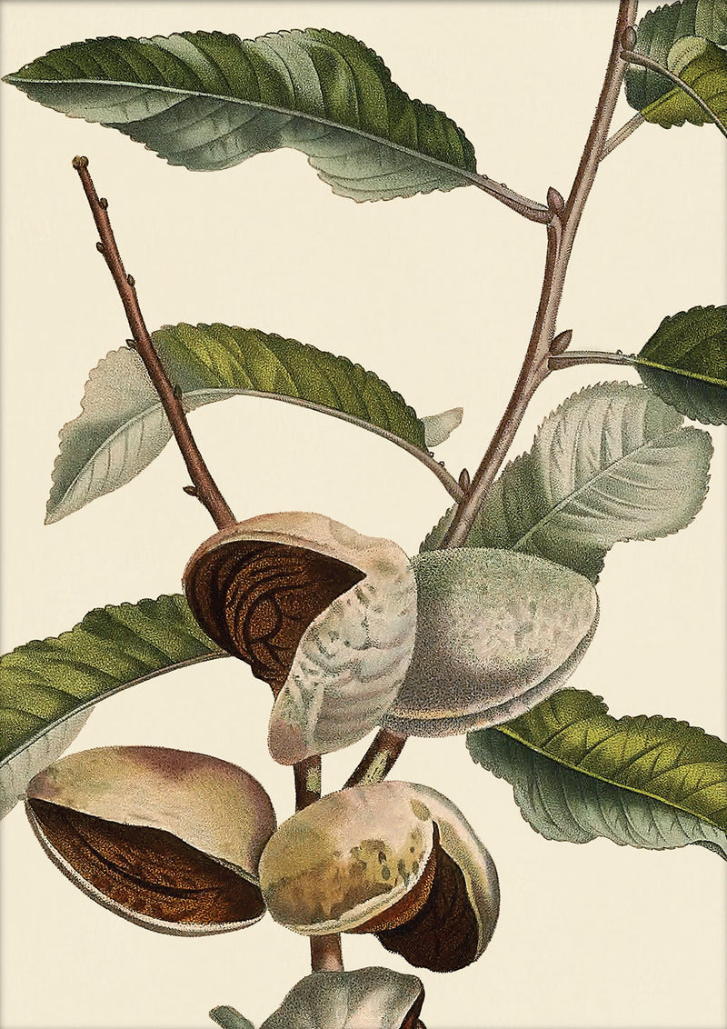 Amandier Satiné Close Up. Mini Print