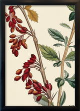 Epine-Vinette à petit Fruit Close Up. Mini Print