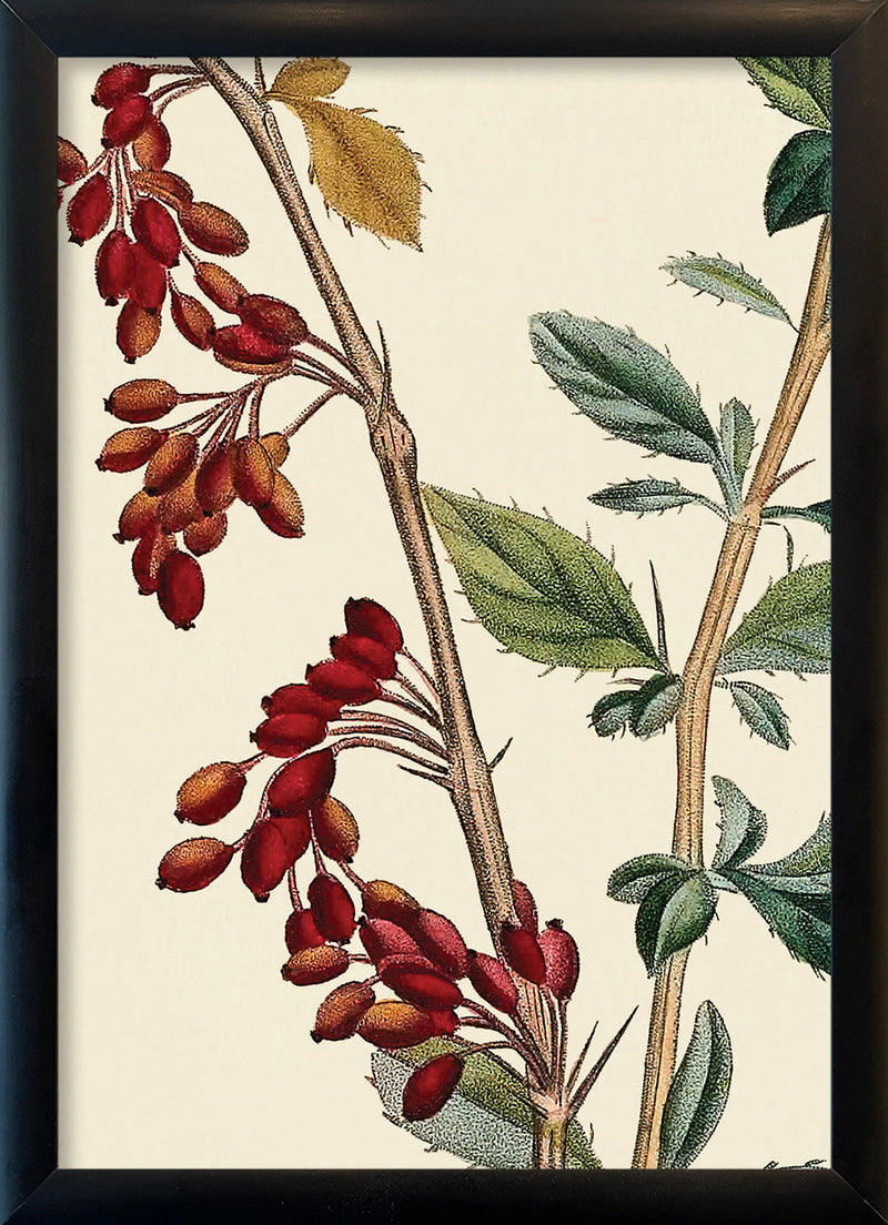 Epine-Vinette à petit Fruit Close Up. Mini Print