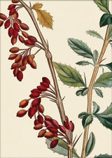 Epine-Vinette à petit Fruit Close Up. Mini Print