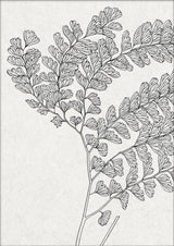 Botanical Study X. Mini Print