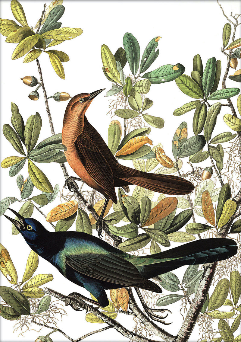 Boat tailed Grackle. Mini Print