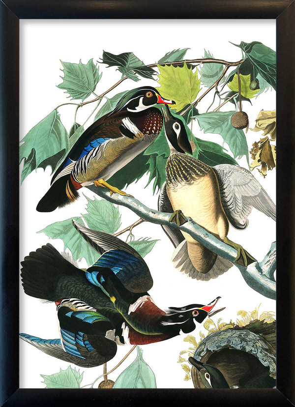 Wood Duck. Mini Print