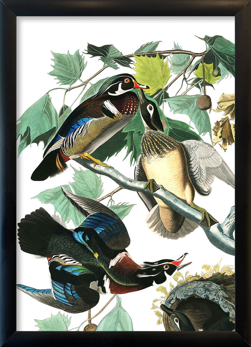 Wood Duck. Mini Print