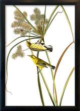 Prairie Warbler. Mini Print