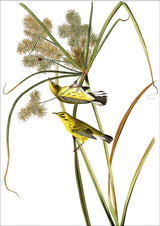 Prairie Warbler. Mini Print