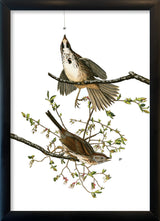 Song Sparrow. Mini Print