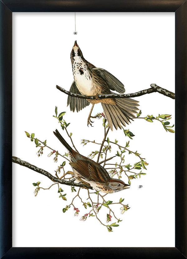 Song Sparrow. Mini Print