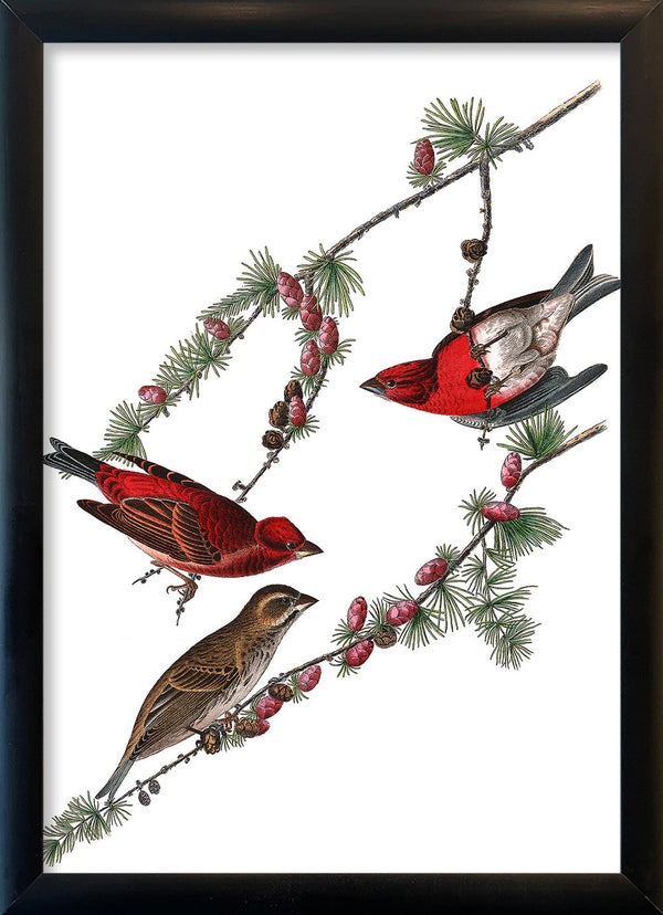 Purple Finch. Mini Print