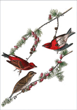 Purple Finch. Mini Print