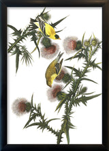 American Goldfinch. Mini Print