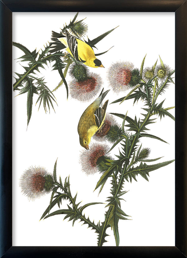 American Goldfinch. Mini Print