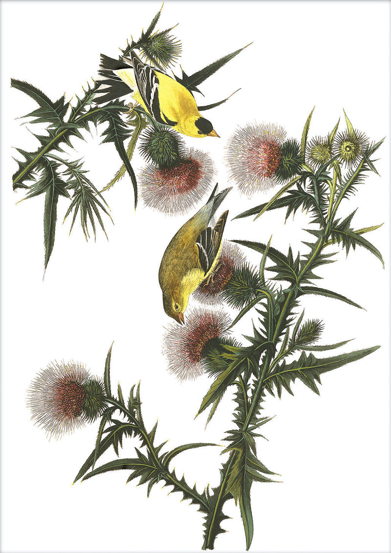 American Goldfinch. Mini Print