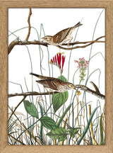 Savannah Finch. Mini Print