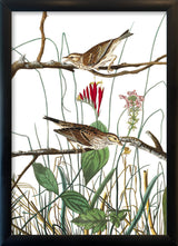 Savannah Finch. Mini Print