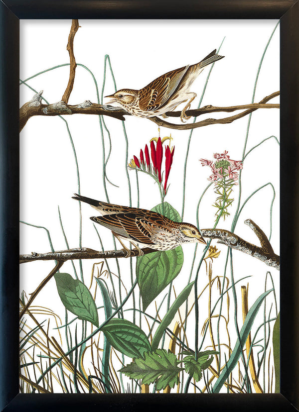 Savannah Finch. Mini Print