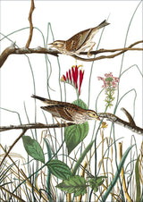 Savannah Finch. Mini Print