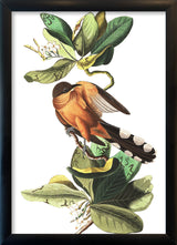 Mangrove Cuckoo. Mini Print