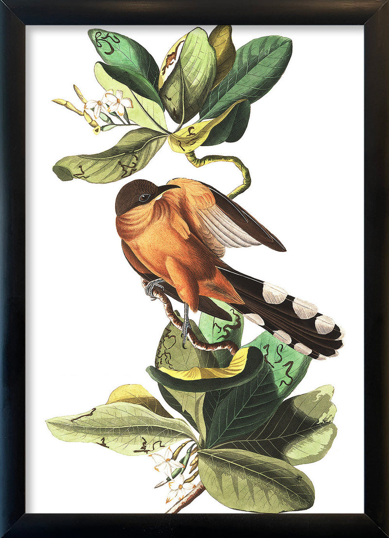 Mangrove Cuckoo. Mini Print