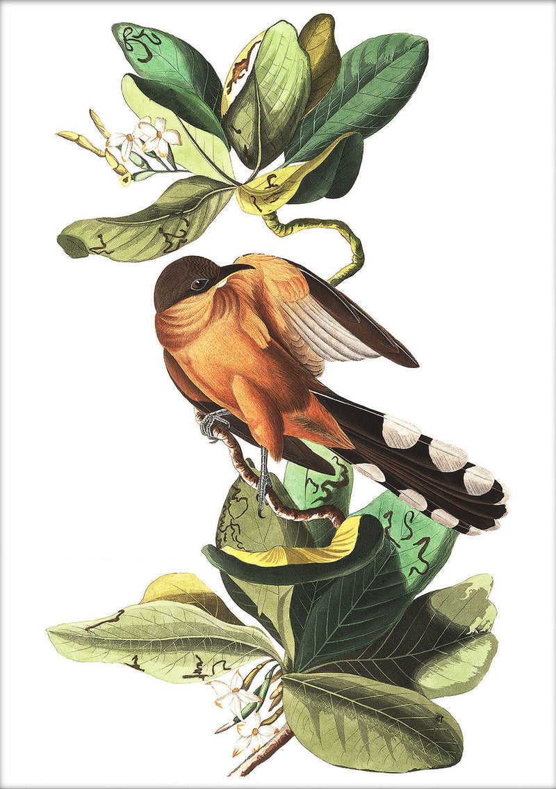 Mangrove Cuckoo. Mini Print