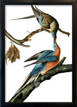Passenger Pigeon. Mini Print